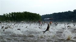 Thumbnail image for Thumbnail image for Asian Carp Great Lake123009_jpg.jpg